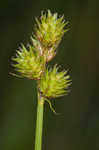 Troublesome sedge